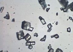 Clophelinum